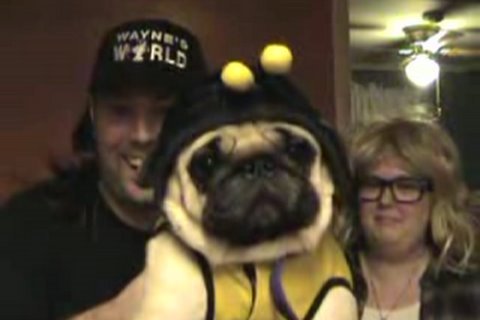 Pug & puggle costumes