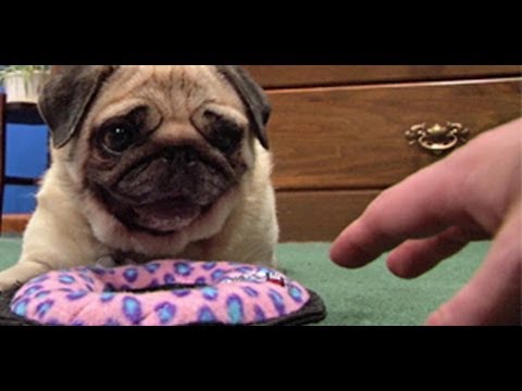 DON'T TOUCH pugs new toy!