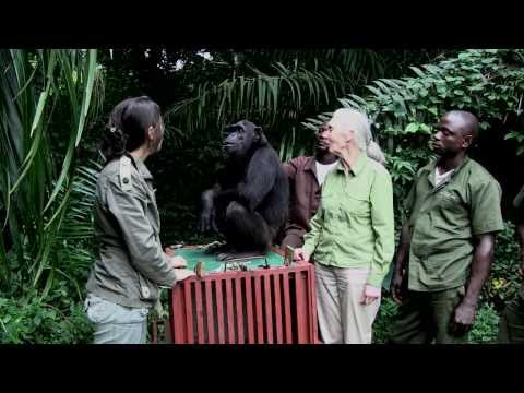 Le relâcher de Wounda