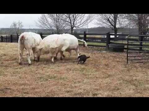 Loading cattle made easy