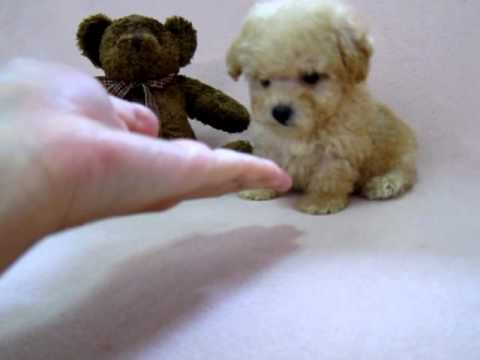 Beary : poodle tiny toy male off white color