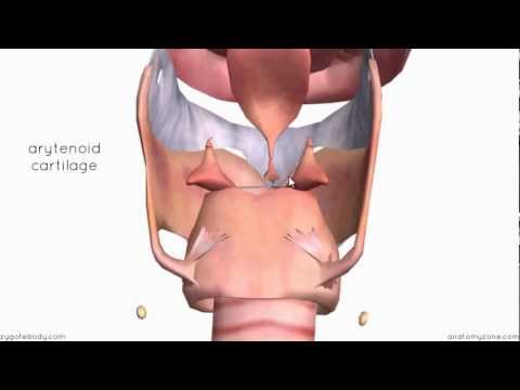 Larynx - Cartilages - 3D Anatomy Tutorial