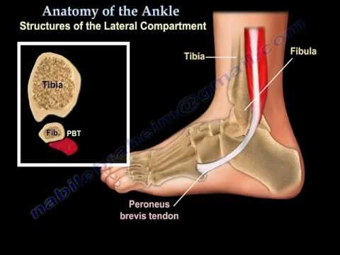 Anatomy Of The Foot & Ankle - Everything You Need To Know - Dr. Nabil Ebraheim