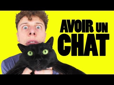 NORMAN - AVOIR UN CHAT