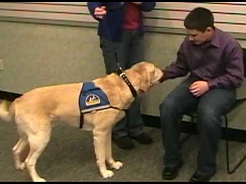 Dogs in the Courthouse