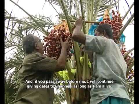 Motaleb grows Saudi dates (খেজুর) in Bangladesh