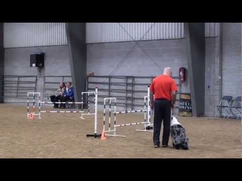 Eclipse - Master Jumpers - K9 Thunder - Feb. 17, 2013