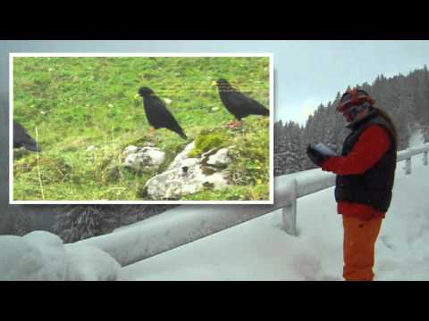 Swiss Alps Climate Change küresel ısınma