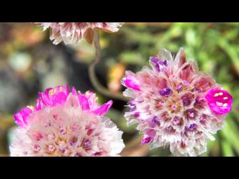 Climate changes alpine flowers