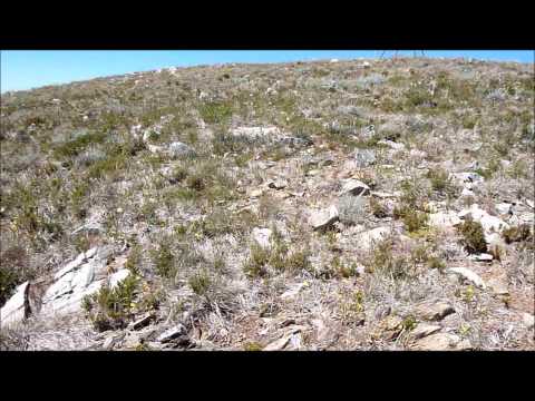 Climate change impacts on Australian alpine flora - drought might be as important as climate warming