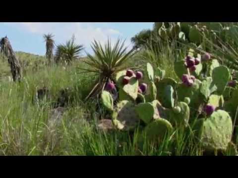 Chihuahuan Desert: A walk Through the Desert