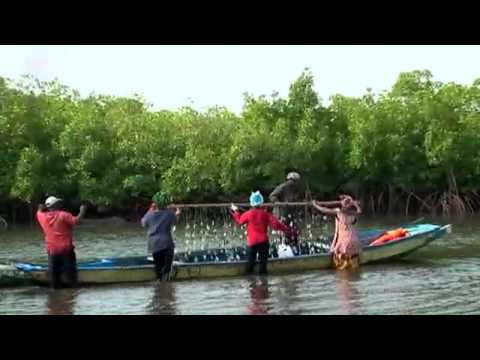 Rio+20 DW Special: Oyster Farming in Senegal | Global 3000