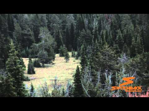 Idaho Wolf Chasing Beef Cow - Switchback Outdoors