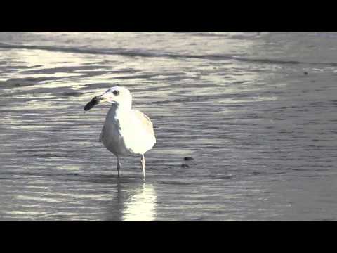 Las aves de Isla Rasa no sólo comen sardinas