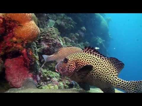 Scuba Diving Palau