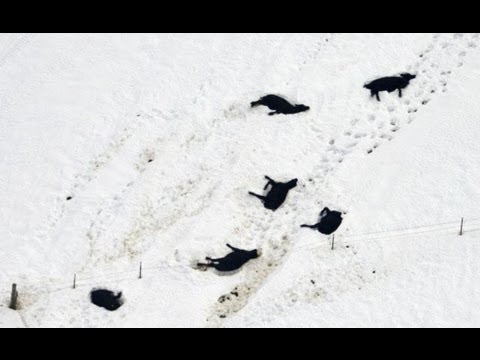 US South Dakota Blizzard Tens Of Thousands Of Cattle Killed!! Most Costly In Histroy!!