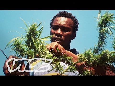 Swaziland: Gold Mine of Marijuana (Part 2/2)