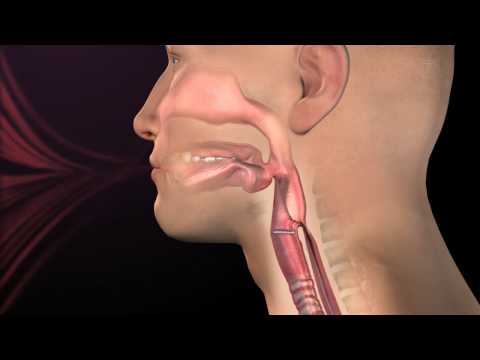 Introduction-Normal Respiration and Swallow