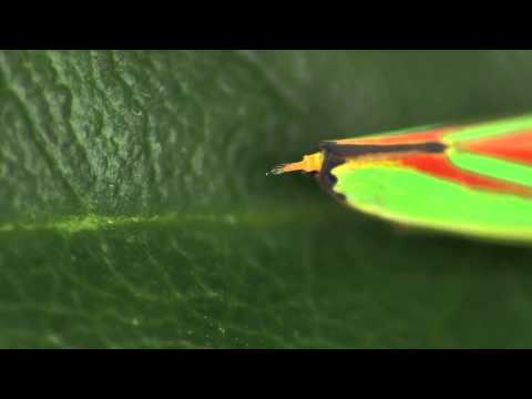 Tip of the abdomen of a Rhododendron Leafhopper (Graphocephala fennahi)