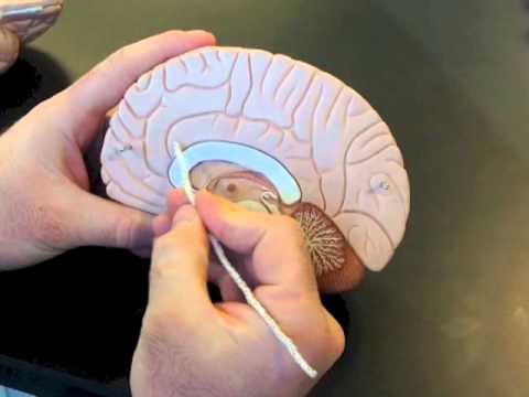 Brain Model