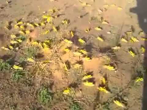 Swarm Of 80 Million Yellow Locusts Hit SAUDI ARABIA 2013