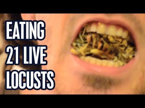 Eating 21 Live Locusts