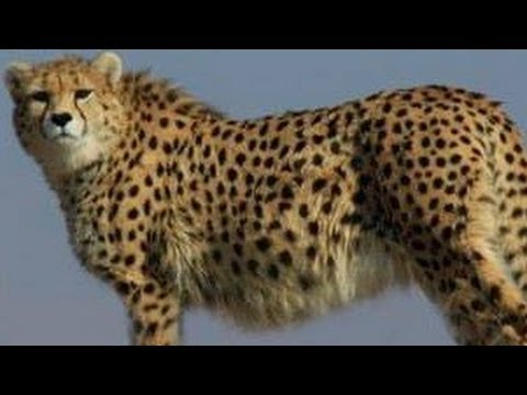 فیلم پنج یوزپلنگ آسیایی مؤسسه حیات وحش میراث پارسیان Persian Asiatic Cheetah Cubs Semnan Iran