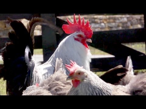 Banding Silver Grey Dorkings | Farm Raised With P. Allen Smith