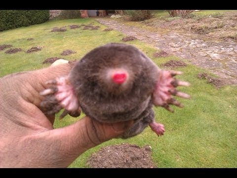 Mole Catcher Dorking - Mole Control