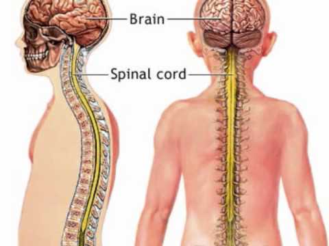 The Human Nervous System Part 1