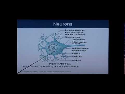 Anatomy and Physiology Chapter 12 Part 1: Nervous System/Neural Tissue: Anatomy and Physiology Help