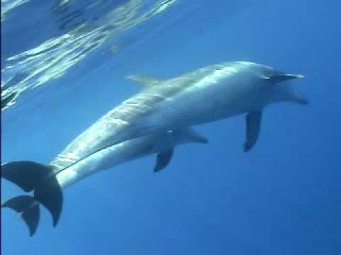 Wild dolphin in Tokyo islands  ~mom&baby1