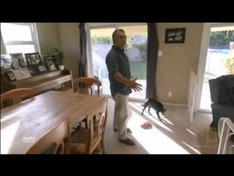 DOG WHISPERER APRIL 25, 2012 part 6