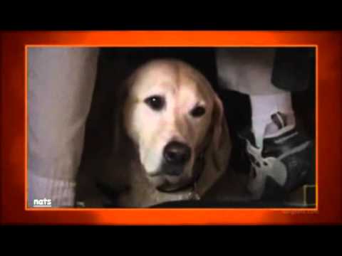 DOG WHISPERER APRIL 25, 2012 part 1