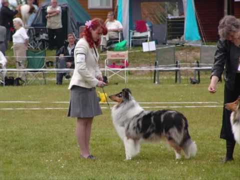 Star and Scarlett at the World dog Show in Denmark