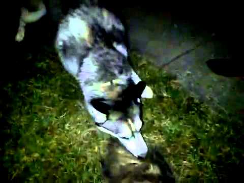 Animal Clip Of The Week- Dog Viciously Attacks A Trapped Possum - WSHH WorldStarHipHop 2013