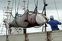 World court orders halt to Japan's whaling (Thumbnail)