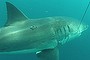 The massive female great white, estimated to weigh about 1.6 tonnes, is the biggest ever internally tagged in Australia.