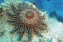 CROWN OF THORNS STARFISH ON THE GREAT BARRIER REEF.