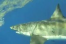 Great white shark up close (Thumbnail)