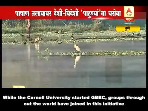 Pune Birds news in ABP Maza 18 Feb 2013