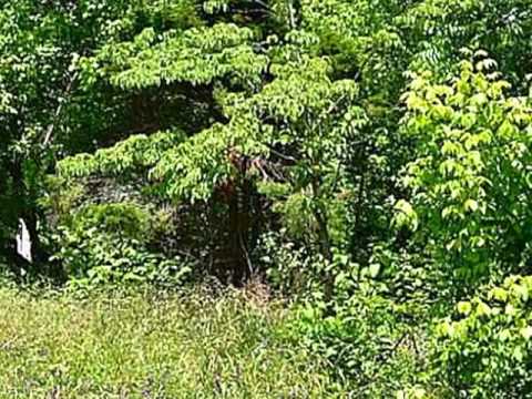 Homes for Sale - 627 N Poplar St Lincolnton NC 28092 - Rebecca Abernethy