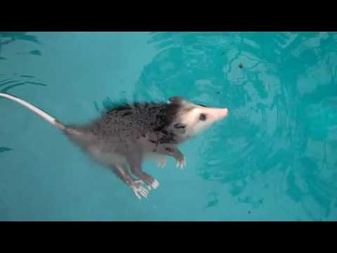 Baby opossum swimming, playing dead & More!