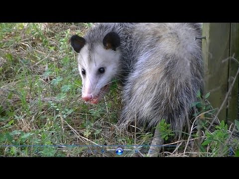 A mean Possum!!