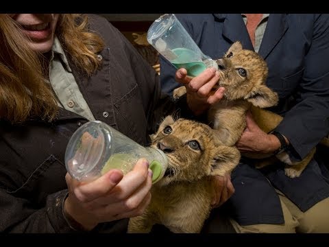 Most Adorable Lion Cubs at the San Diego Zoo Safari Park