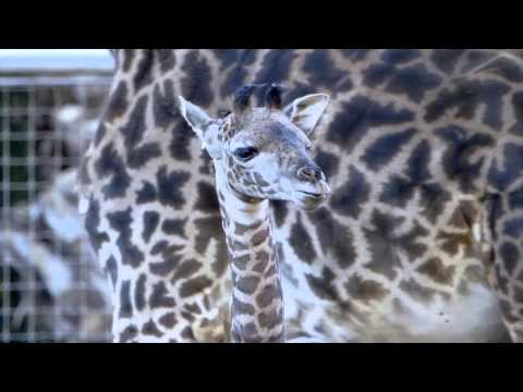 Baby Giraffe Runs and Plays at the San Diego Zoo