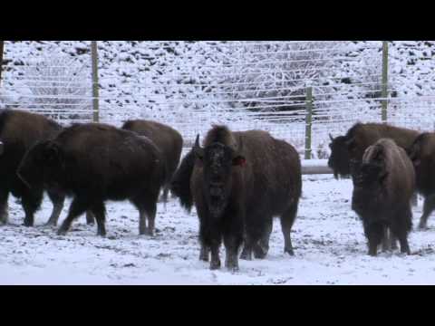 The Return of the Bison (Full Version)