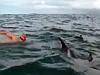 Dolphins ‘protect’ man from shark