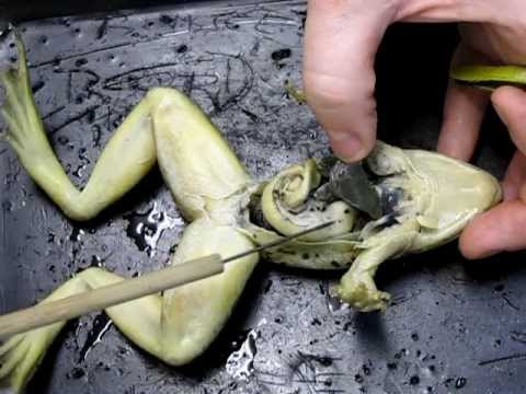 Frog Anatomy - Part 2 (Internal)