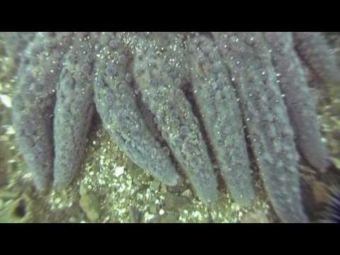 Sunflower Sea Star on the move (Pycnopodia helianthoides)